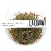 ADA Cranberry Ludwigia Arcuata IC001